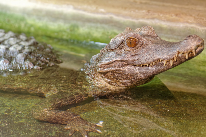 Baby crocodile